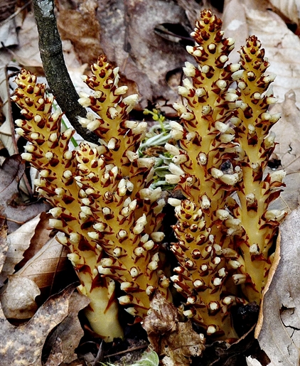 {Conopholis americana}